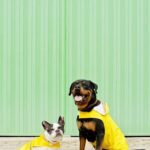 How Can I Train My Dog to Calm Down Effective Techniques for Teaching My Dog to Calm Down and Relax at Home