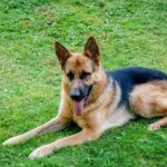 Detailed pricing information for dog training services: How much do you charge?