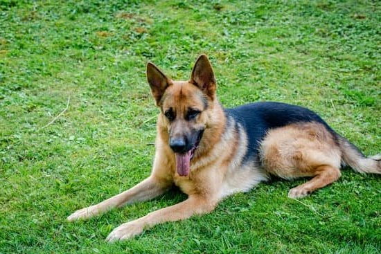 Detailed pricing information for dog training services: How much do you charge?