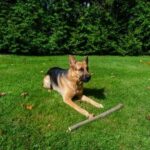 How Do You Train Your Dog to Potty Outside Step-by-step guide on how to train your dog to potty outside