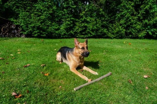 Step-by-step guide on how to train your dog to potty outside