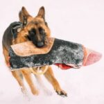 Older dogs can be potty trained with patience, consistency, and positive reinforcement