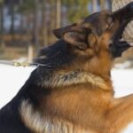 Why Is My Dog Regressing in Training Image of perplexed owner wondering why their dog is regressing in training
