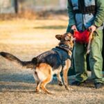 How to Train Your Dog to Stop Having Separation Anxiety How to train your dog to stop separation anxiety with effective techniques and proven methods