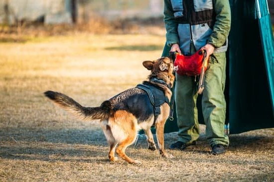 How to Train Your Dog to Stop Having Separation Anxiety 1 How to train your dog to stop separation anxiety with effective techniques and proven methods