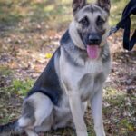 Step-by-step guide on How to Train Dogs to Run Deer with effective techniques and strategies