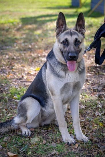 How to Train Dogs to Run Deer 1 Step-by-step guide on How to Train Dogs to Run Deer with effective techniques and strategies