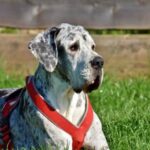 A Better Trained Dog A well-behaved and obedient dog that has undergone thorough training