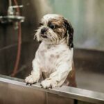Can Clicker Training Be Used for Dog Anxiety Using clicker training for dog anxiety: A method that can help address your pet's anxiety effectively