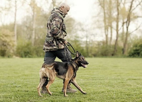 Step-by-step guide on training your dog to come outside, guaranteed success!