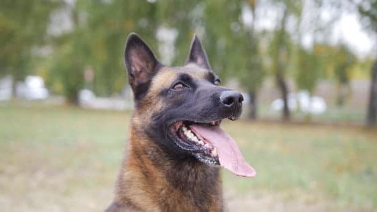 How Do Trained Police Dogs Signal They Smell Human Decomposition 1 Trained police dogs signal human decomposition through specialized behaviors and distinct alerts