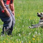 How Are Airport Sniffer Dogs Trained Airport sniffer dogs are trained using scent detection techniques for security purposes