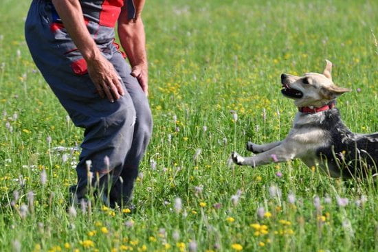 How Are Airport Sniffer Dogs Trained 1 Airport sniffer dogs are trained using scent detection techniques for security purposes