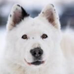 Can You Train a Five Year Old Dog Five-year-old dog being trained outdoors with positive reinforcement techniques
