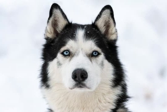 When to Start Potty Training in a Dog 1 When to start potty training in a dog: Tips and guidance for early initiation