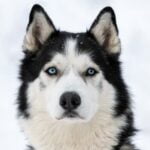 Can You House Train a 5 Year Old Dog Tips and techniques for successfully house training a 5-year-old dog!