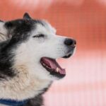 Step-by-step guide on how to train a dog for an apartment living