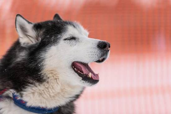 Step-by-step guide on how to train a dog for an apartment living