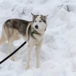 How to Train Your Dog to Refuse Food From Strangers Step-by-step guide on teaching your dog to reject food from unfamiliar individuals