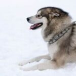 Step-by-step guide on training a dog effectively using a training collar