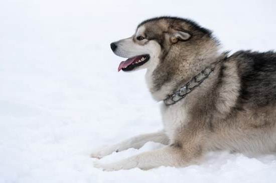 How to Train a Dog Using a Training Collar 1 Step-by-step guide on training a dog effectively using a training collar