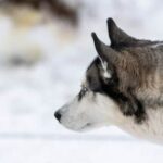 How Much Are Dog Training Lessons Uk Affordable Dog Training Lessons in the UK - Find Out How Much It Costs!