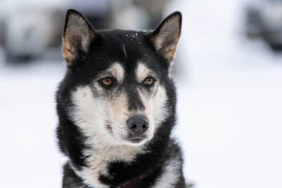 Suggested alt text: Estimating the fully trained service dog cost: factors, prices, and considerations