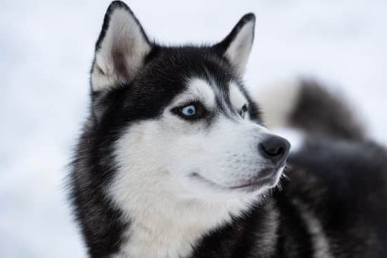 Chihuahuas: Tips and Tricks for Training These Tiny Dogs