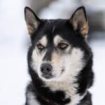 How to Train a Two Year Old Dog to Come Step-by-step guide: Effective techniques to train a two-year-old dog to come when called