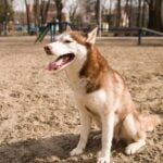 Step-by-step guide on how to train your dog to stop jumping on people