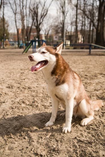 How to Train Your Dog From Jumping on People 1 Step-by-step guide on how to train your dog to stop jumping on people
