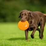 How to Train Dogs Where to Pee and Poop Step-by-step guide on training dogs where to pee and poop for successful house training