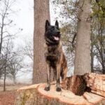 Step-by-step guide on how to obtain a PTSD trained service dog for assistance