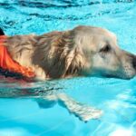 Step-by-step guide on how to train a dog to not pee indoors effectively