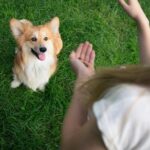 How to Train Dog to Stay Off Counter Step-by-step guide on how to train your dog to stay off counters