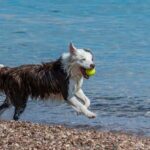 How to Train a Dog to Be Protective Step-by-step guide on how to train a dog to be protective