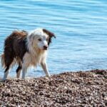 How to Become a Certified Dog Trainer in Canada Step-by-step guide on how to become a certified dog trainer in Canada