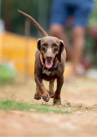 Step-by-step guide on how to train your dog to get the mail efficiently