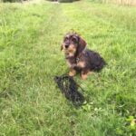 How to Train a Dog That Jumps and Bites Kids How to Train a Dog to Stop Jumping and Biting: Expert Tips for Kids' Safety