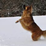 How Long for Service Dog Training Expert trainers determine HOW LONG FOR SERVICE DOG TRAINING based on individual needs