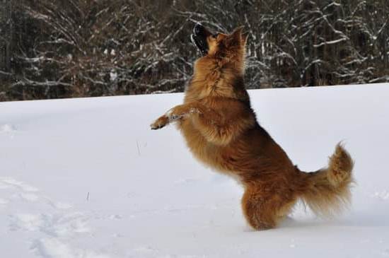 How Long for Service Dog Training 1 Expert trainers determine HOW LONG FOR SERVICE DOG TRAINING based on individual needs