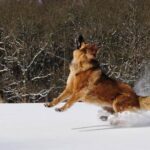 How Long Does Guide Dog Training Take How long does guide dog training take? A helpful guide on the duration