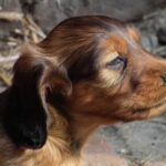 How to Train Dog Not to Bark at Door Effective techniques for teaching your dog to stay calm and quiet at the door
