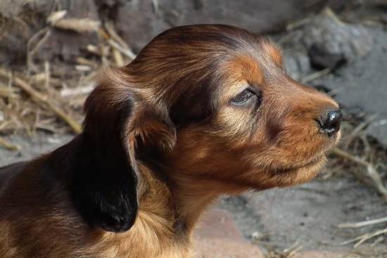 How to Train Dog Not to Bark at Door 1 Effective techniques for teaching your dog to stay calm and quiet at the door