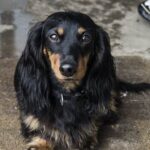 How to Train a Dog Not to Jump on You Step-by-step guide for teaching your dog proper greeting manners and avoiding jumping behavior