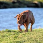 How Do You Train Your Dog for Agility Step-by-step guide on training your dog for agility: How do you train your dog for agility?