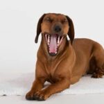 How Much to Tip a Dog Trainer Suggested 15-20% tip amount: How Much to Tip a Dog Trainer - Expert Advice