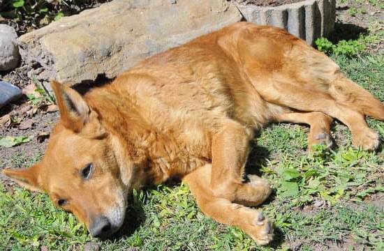 A cat sitting and attentively watching its owner's training commands, CAN U TRAIN A CAT LIKE A DOG?