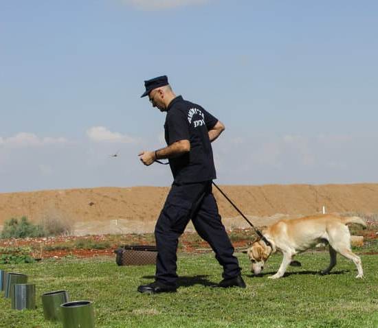 A labrador retriever in training walking properly on a leash with a heel dog training technique