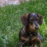 Can You Train a Dog to Not Chase Goats Dog training: Effective methods to prevent chasing goats and teach obedience